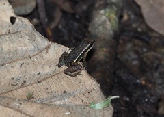 Epipedobates machalilla