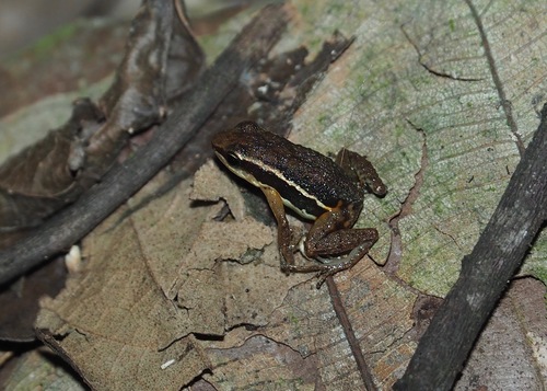 Ayampe Poison Frog, Epipedobates machalilla