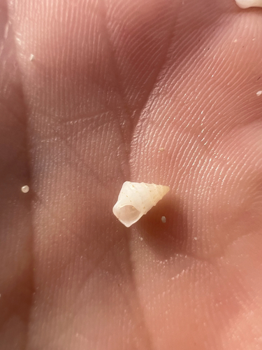 Plesiotrochus luteus observed 2025-12-07