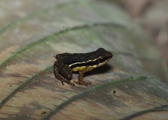 Epipedobates machalilla