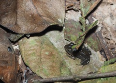 Leptodactylus labrosus