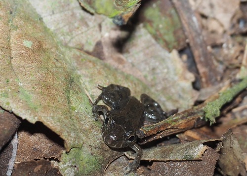 Pimocha White-lipped Frog, Leptodactylus labrosus