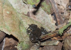 Leptodactylus labrosus