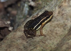 Epipedobates machalilla