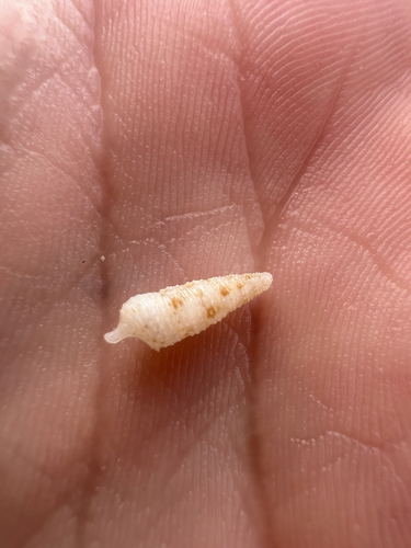 Cerithium interstriatum observed 2025-12-07