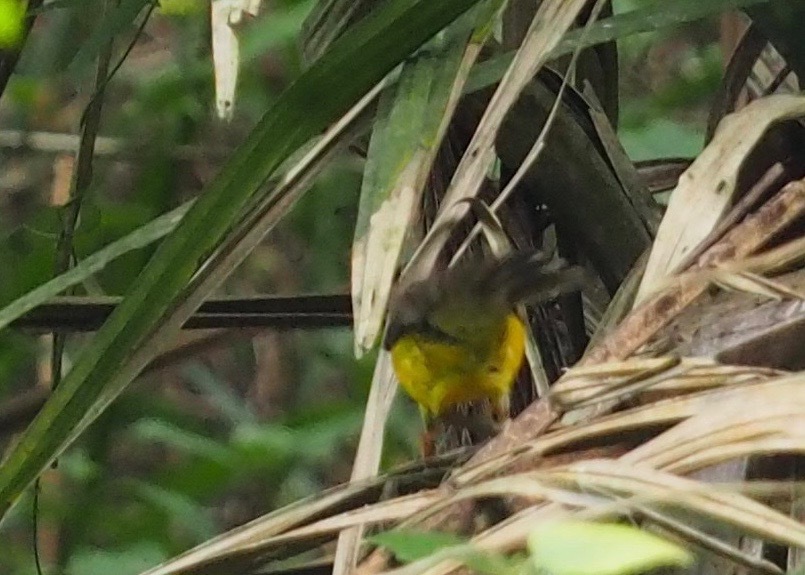 Grey-and-gold Warbler (Myiothlypis fraseri), photo 9