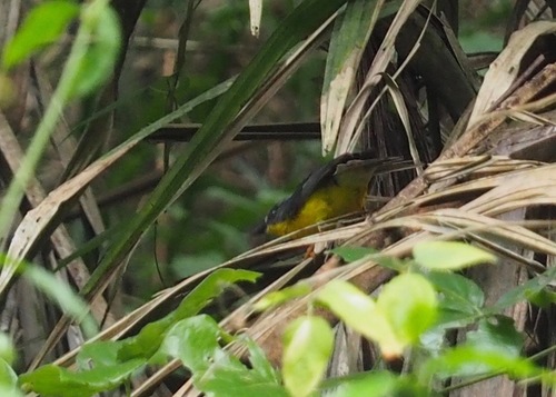 Grey-and-gold Warbler (Myiothlypis fraseri), photo 10