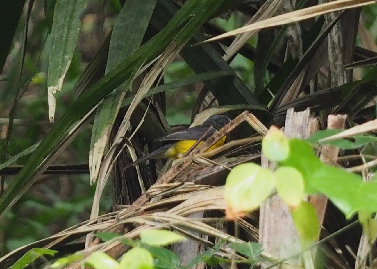 Grey-and-gold Warbler (Myiothlypis fraseri), photo 7