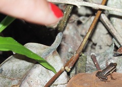 Epipedobates machalilla