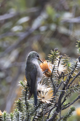 Oreotrochilus chimborazo