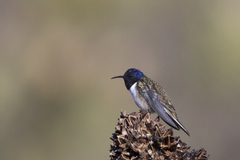Oreotrochilus chimborazo