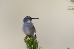 Oreotrochilus chimborazo