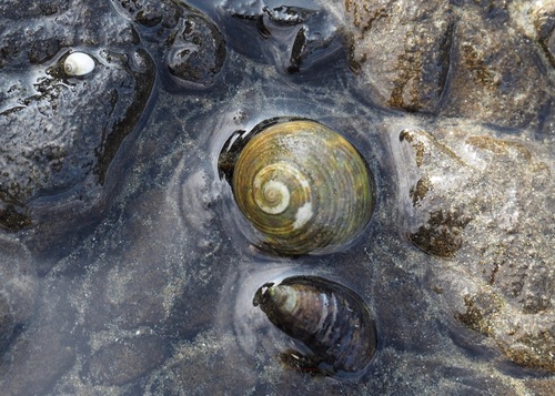 Tegula panamensis, 2020-01-04