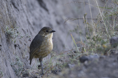 Grallaria quitensis