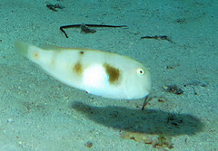 Iniistius aneitensis