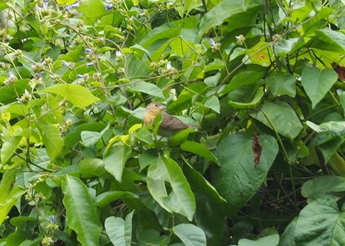 Crimson-breasted Finch (Rhodospingus cruentus), photo 10
