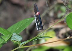 Heliconius erato cyrbia