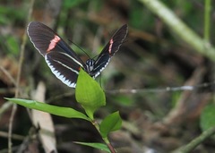 Heliconius erato cyrbia