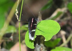 Heliconius erato cyrbia