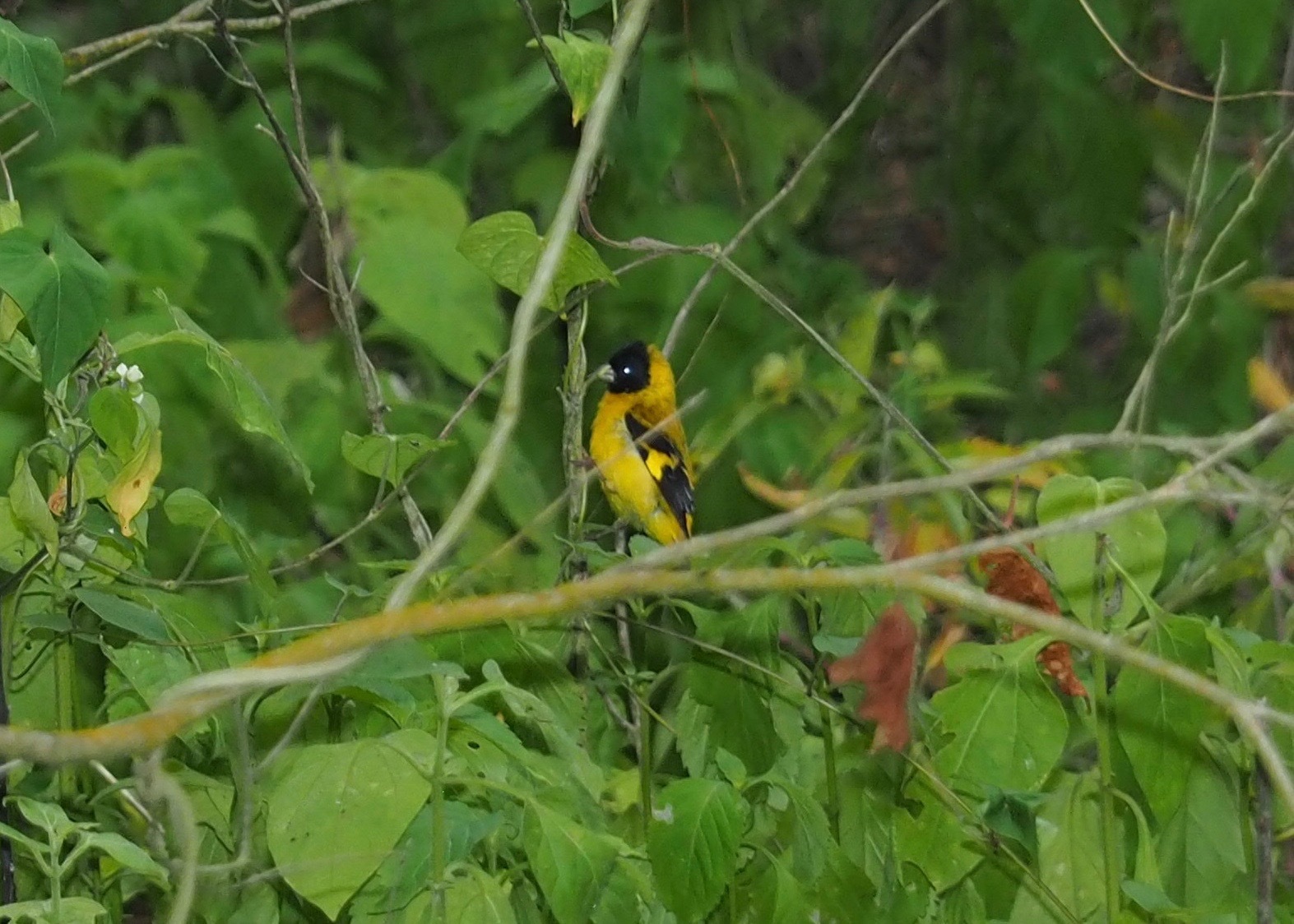 Saffron Siskin (Spinus siemiradzkii), photo 2