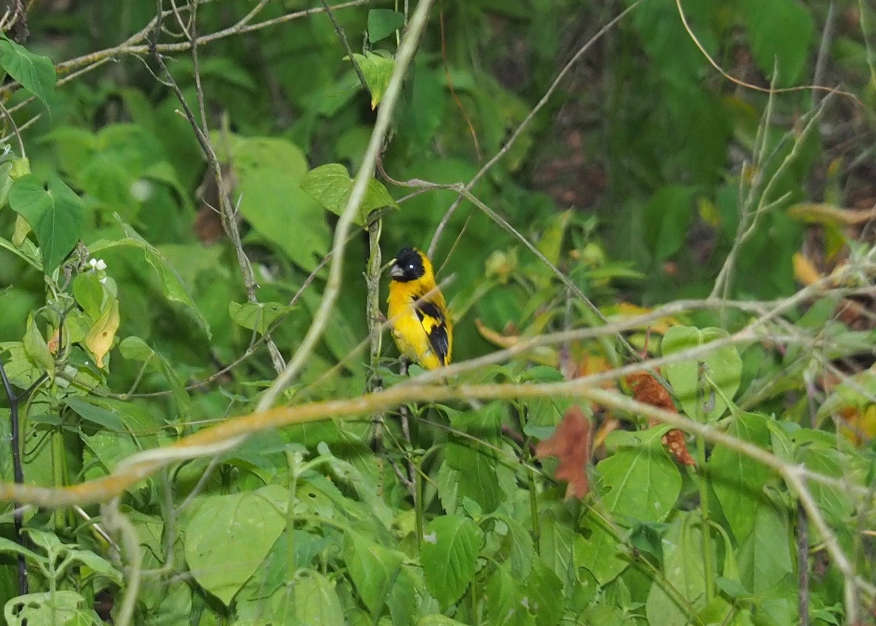 Saffron Siskin (Spinus siemiradzkii), photo 3