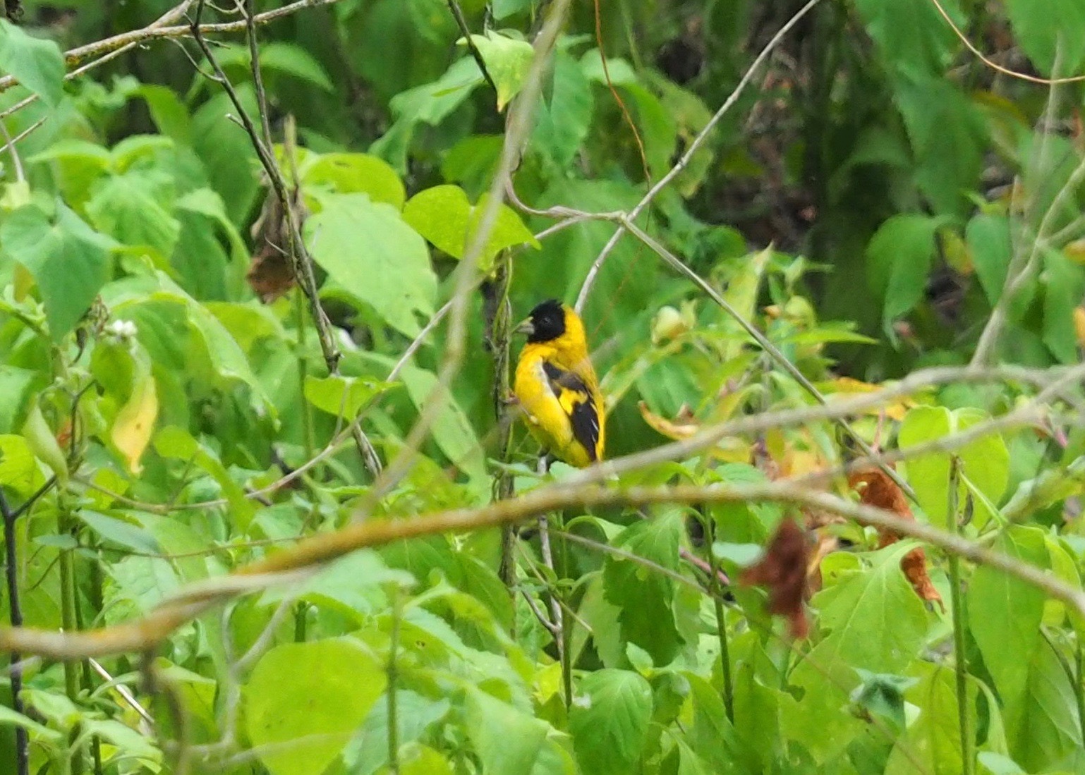 Saffron Siskin (Spinus siemiradzkii), photo 4