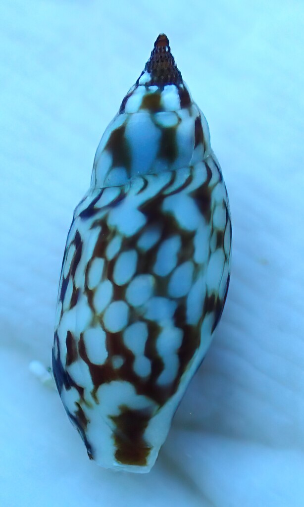 Diaugasma olyra