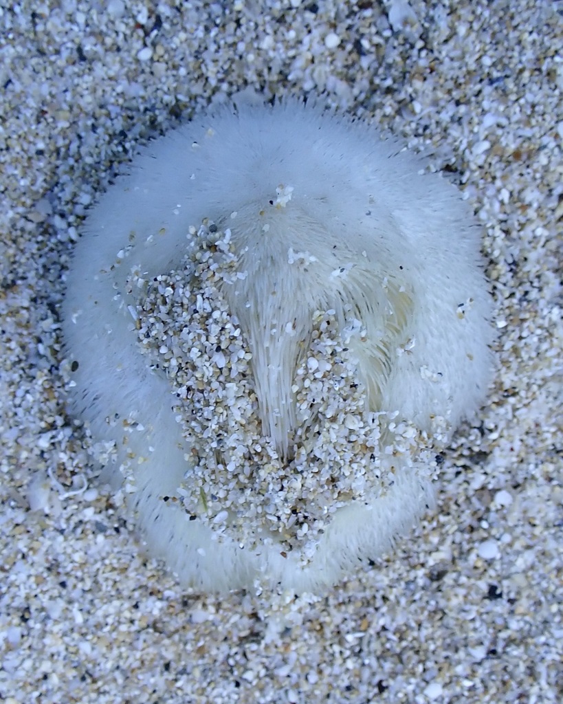Half-star Heart Urchin