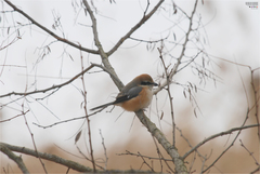 Lanius bucephalus