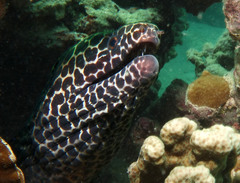 Gymnothorax favagineus