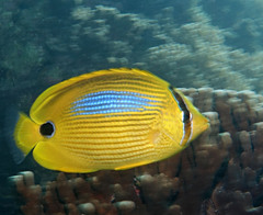 Chaetodon plebeius