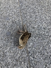 Emberizidae