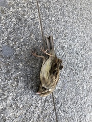 Emberizidae