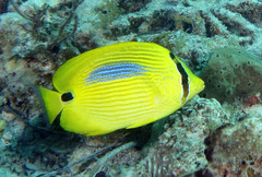 Chaetodon plebeius