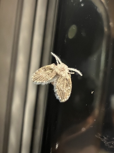 Unknown species found near Pike St, Port Jervis, NY, US