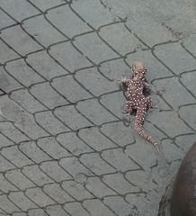 Hemidactylus triedrus