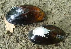 Strophitus undulatus