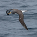 Chatham Albatross - Photo (c) Euan Moore, some rights reserved (CC BY-NC), uploaded by Euan Moore