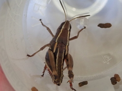 Sigaus australis