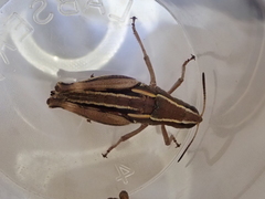 Sigaus australis