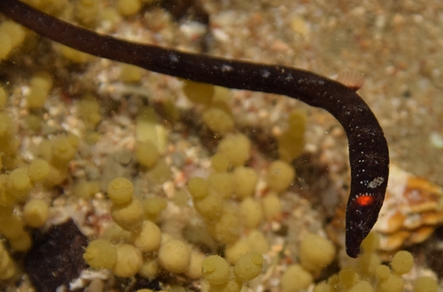 Shortsnout pipefish (Lissocampus filum) — Syngnathidae — 4