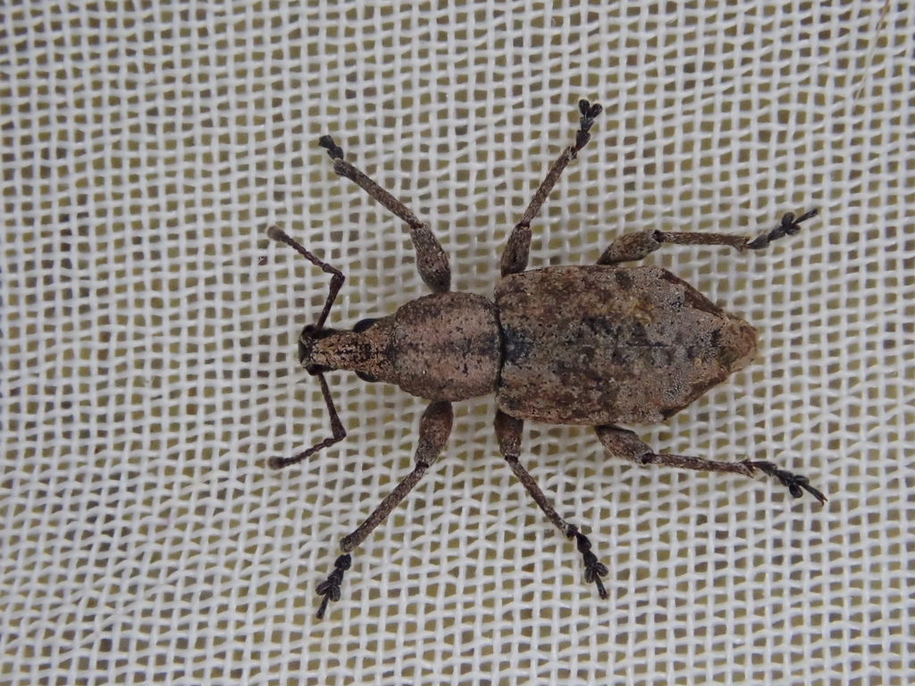 Catoptes robustus