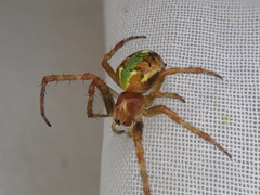 Novaranea queribunda