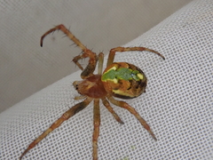 Novaranea queribunda