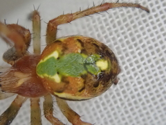 Novaranea queribunda