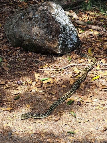 Coastal Carpet Python sighting