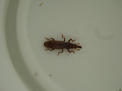 Eucossonus