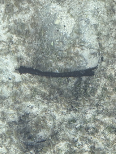 Holothuria leucospilota observed 2025-12-07
