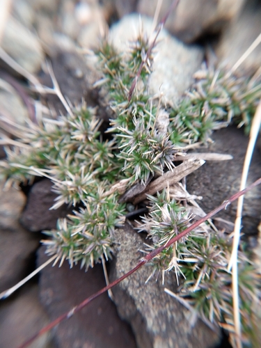 rock sandwort (Sabulina michauxii)
