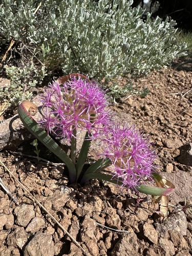 Allium platycaule, photograph 3